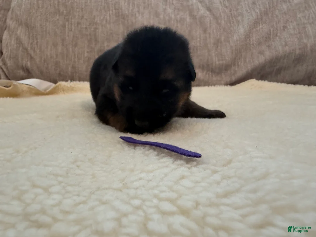 German Shepherd dogs for sale: Purple Girl - Ad 2