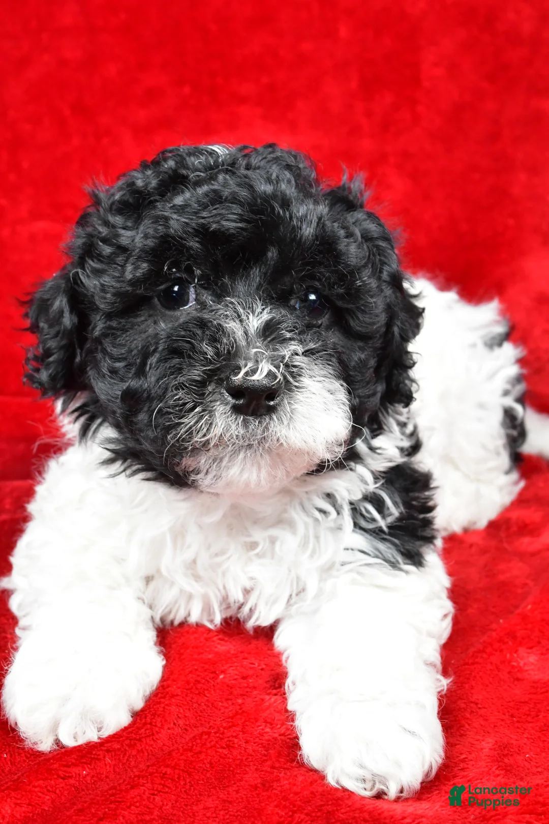 Yorkiepoo dogs for sale: Rilan - Ad 3