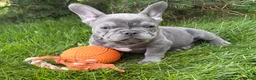 French Bulldog dogs for sale: Cici - Ad 4