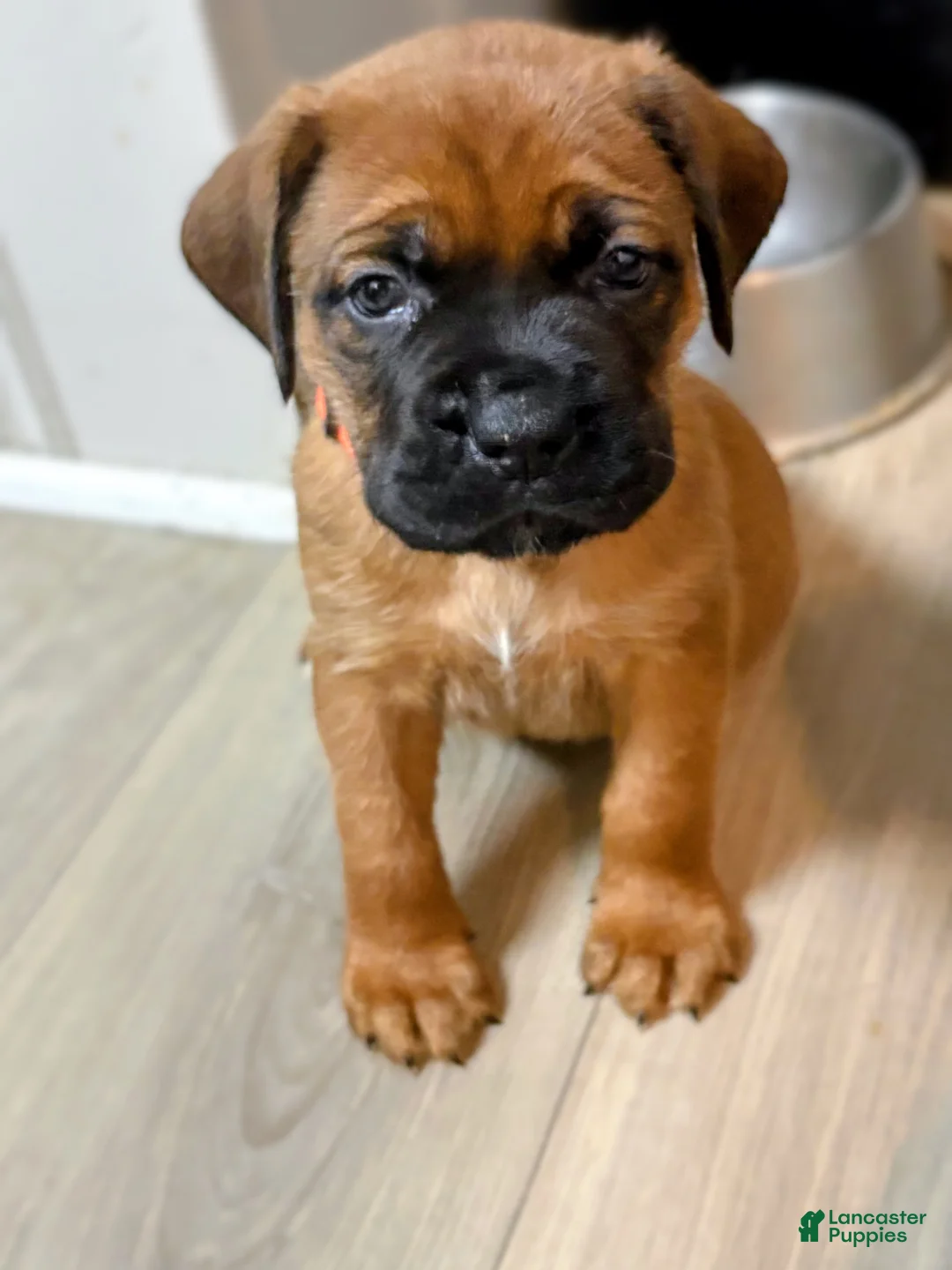 Mixed Breed dogs for sale: Orange - Ad 1