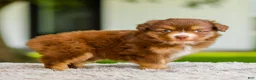 Miniature Australian Shepherd dogs for sale: Millie - Ad 4