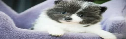 Pomeranian dogs for sale: Treasure - Ad 1
