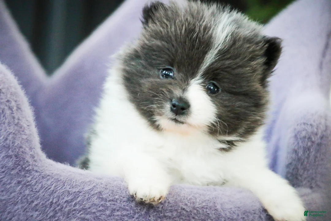 Pomeranian dogs for sale: Treasure - Ad 1