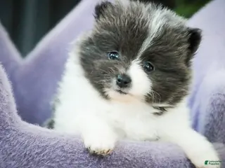 Pomeranian dogs for sale: Treasure - Ad 1