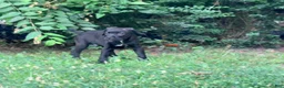 Cane Corso dogs for sale: Crowley AKC yellow/orange collar - Ad 20
