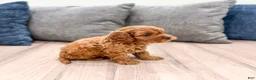 Cavapoo dogs for sale: Ace - Ad 8