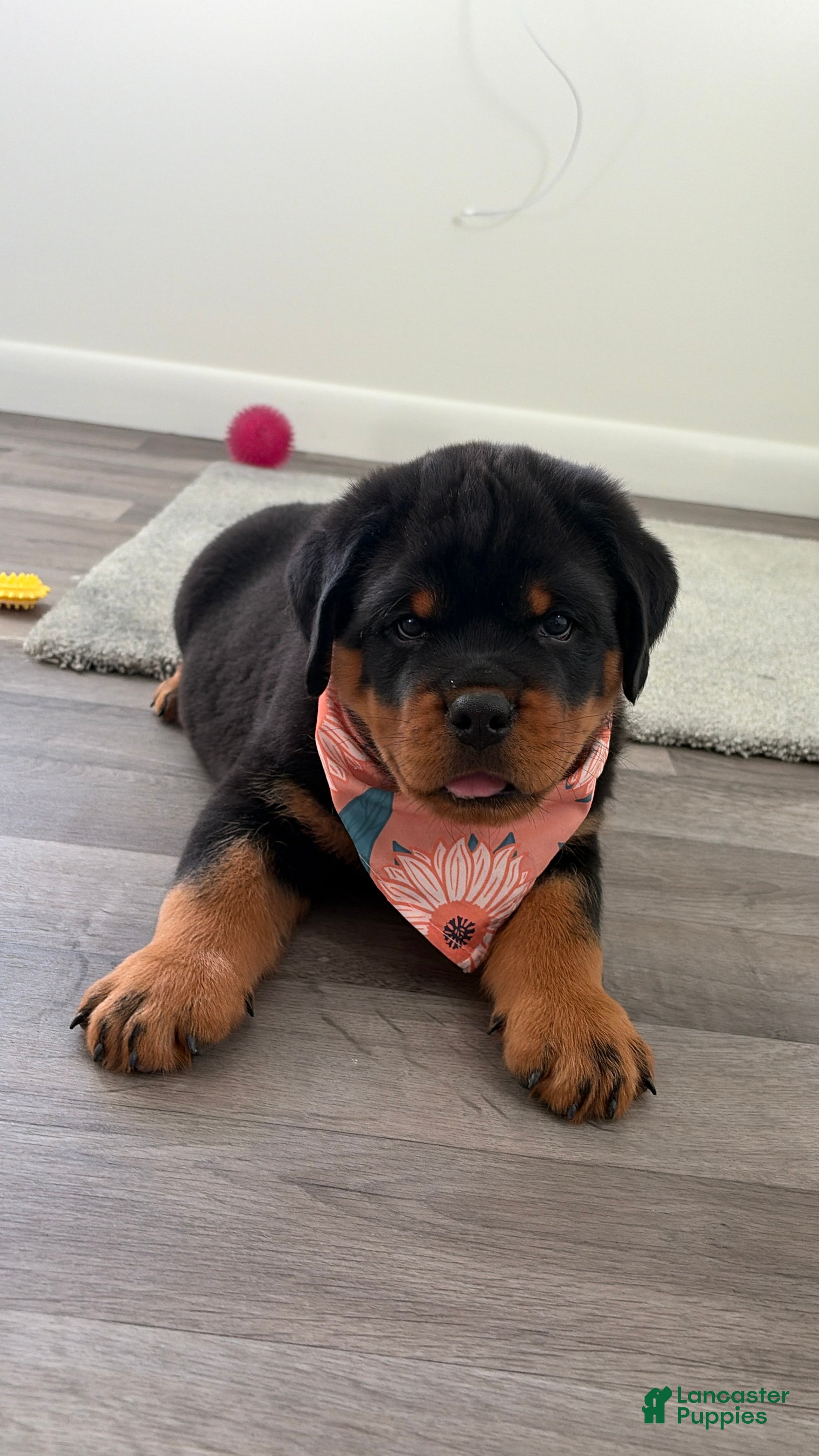 Rottweiler dogs for sale: Jose - Ad 2