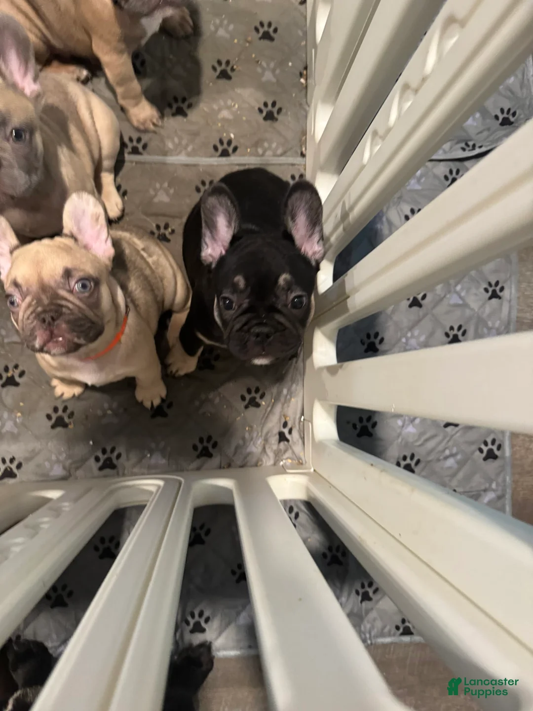 French Bulldog dogs for sale: Smokey - Ad 8