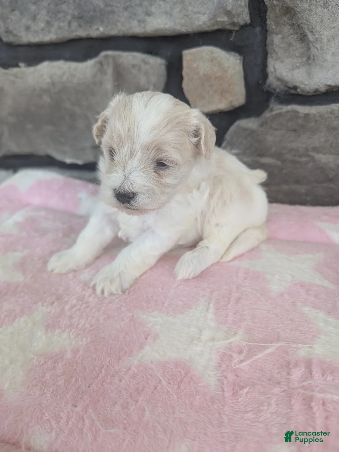 Havanese dogs for sale: Lucy - Ad 2