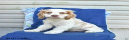 Cocker Spaniel dogs for sale: Moon   - Ad 2