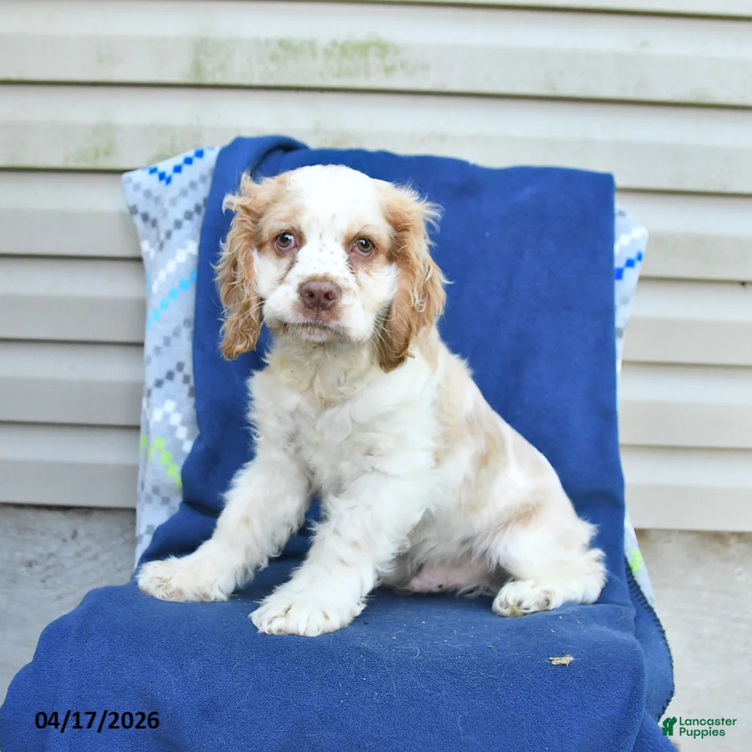 Cocker Spaniel dogs for sale: Moon   - Ad 2