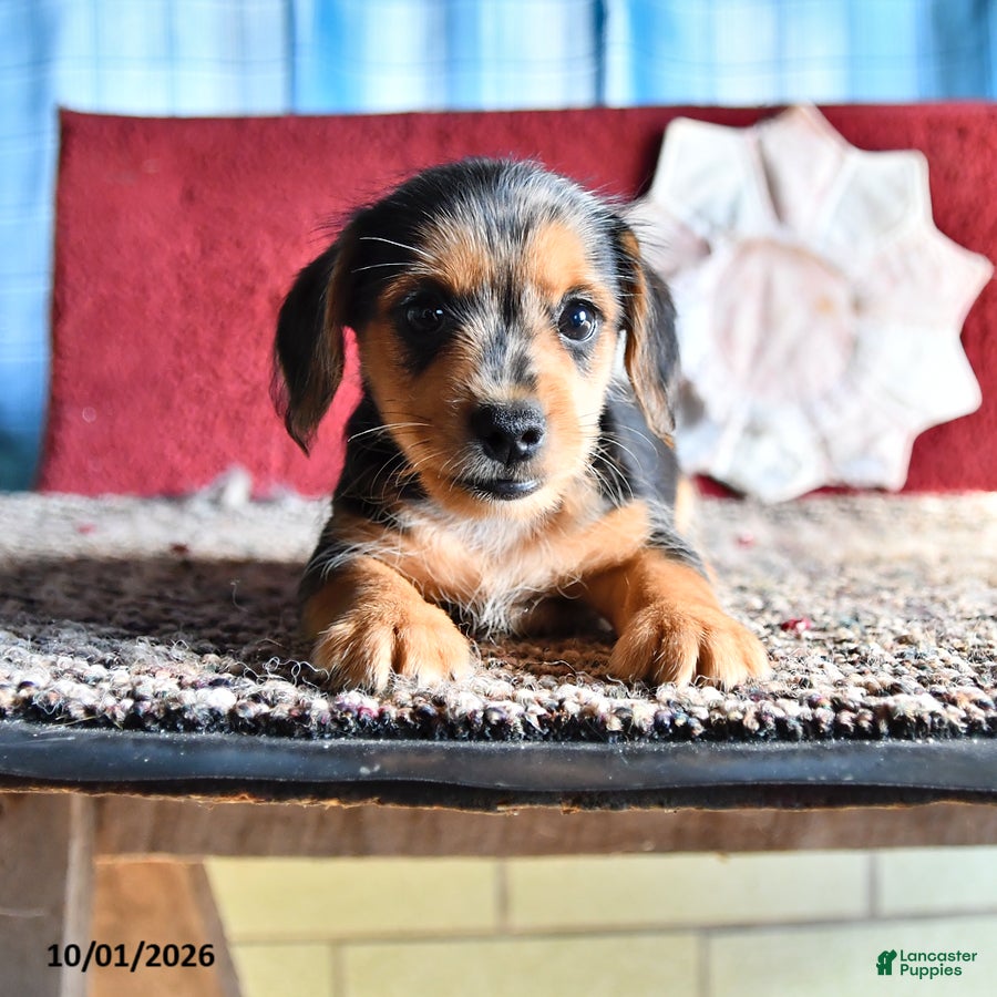 Mixed Breed dogs Mikey - Ad 1