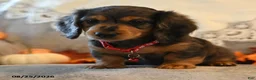 Dachshund dogs for sale: Prince   - Ad 1
