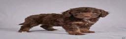 Cockapoo dogs for sale: Judy - Ad 4