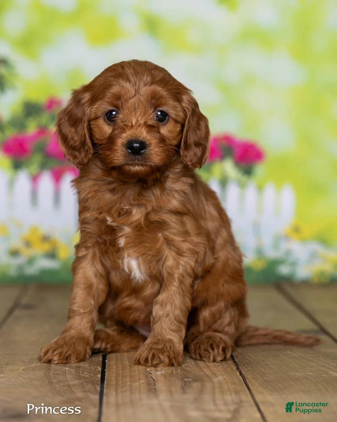 Cavapoo dogs for sale: Princess - Ad 2
