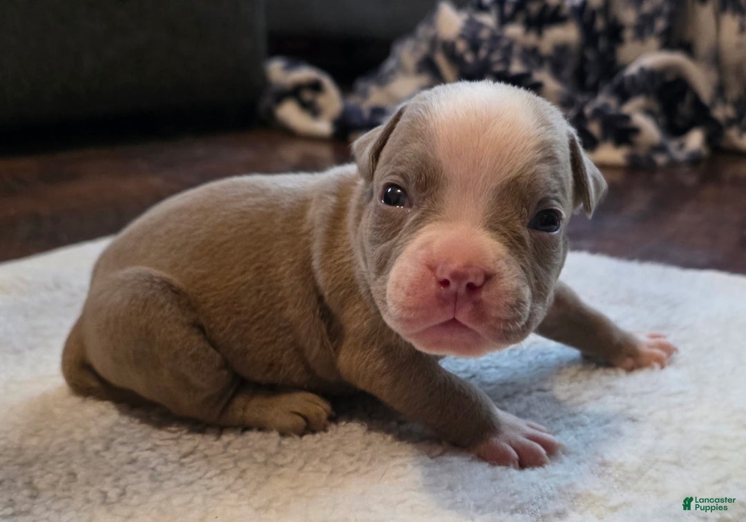 American Bully dogs for sale: Little buddy - Ad 1
