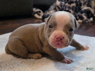 American Bully dogs Little buddy - Ad 41