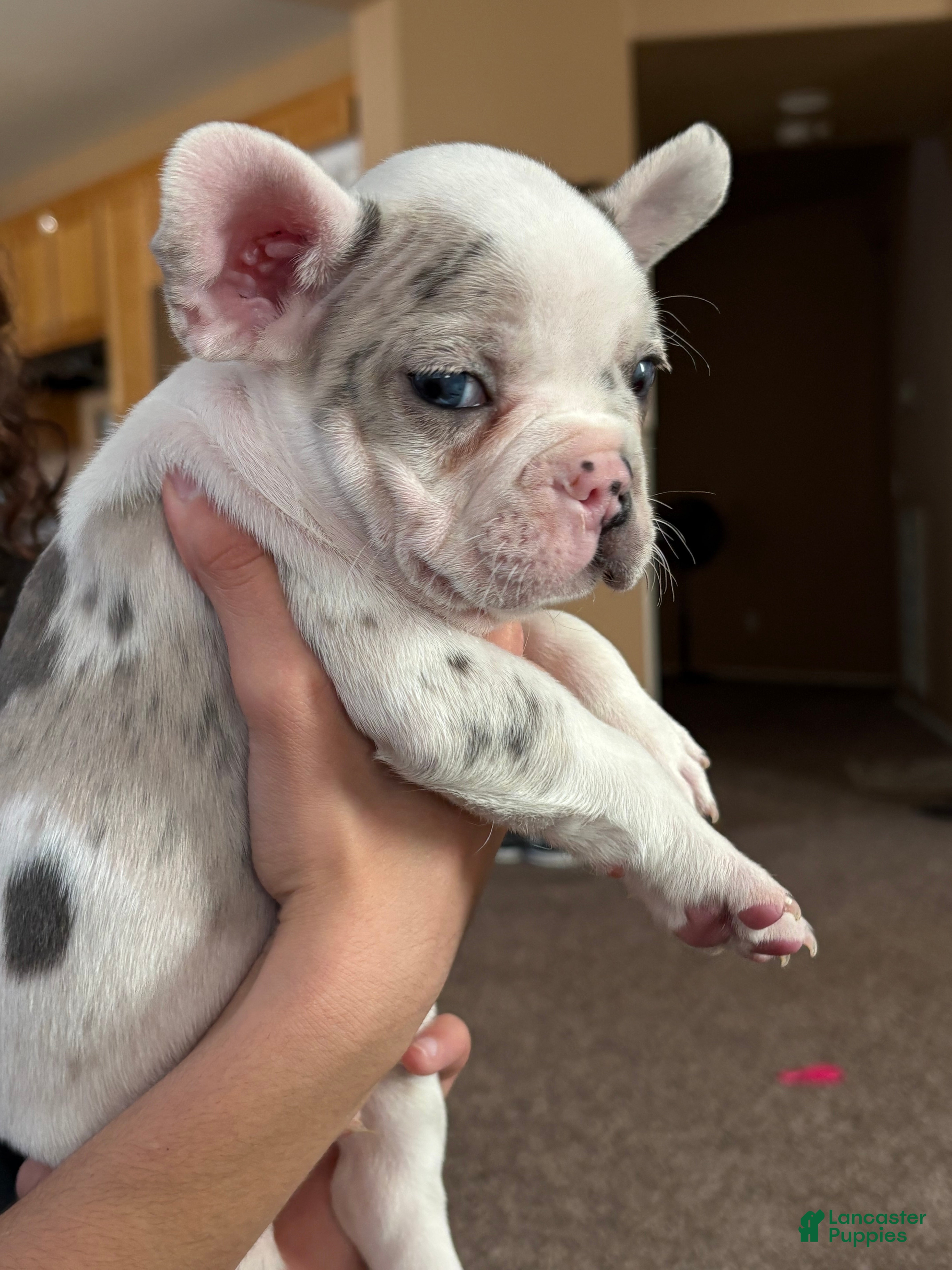 French Bulldog dogs French Bulldog Puppy 6 - Ad 24