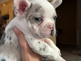 French Bulldog dogs French Bulldog Puppy 6 - Ad 24