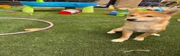 Shiba Inu dogs for sale: Shiba Inu Puppy 1 - Ad 4