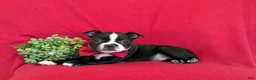 Boston Terrier dogs for sale: Prescot - Ad 6