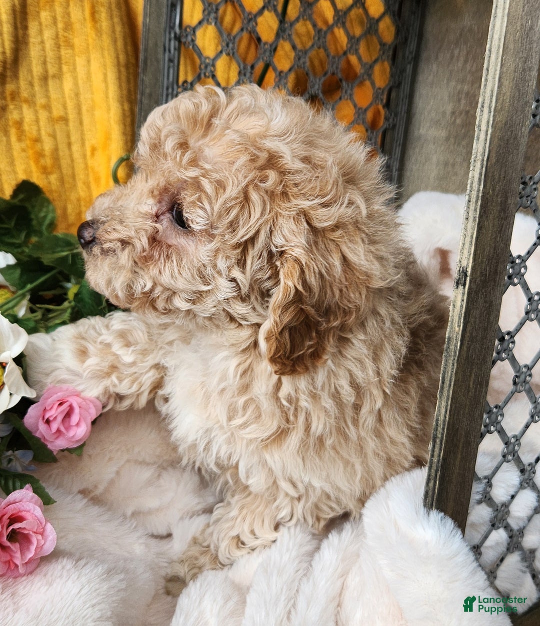 Toy Poodle dogs for sale: Muffin - Ad 4