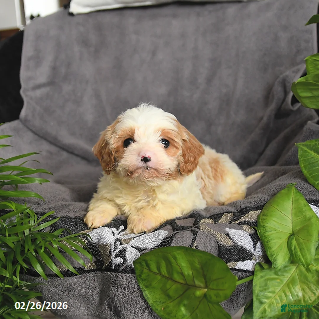 Cavapoo dogs for sale: Matthew - Ad 3