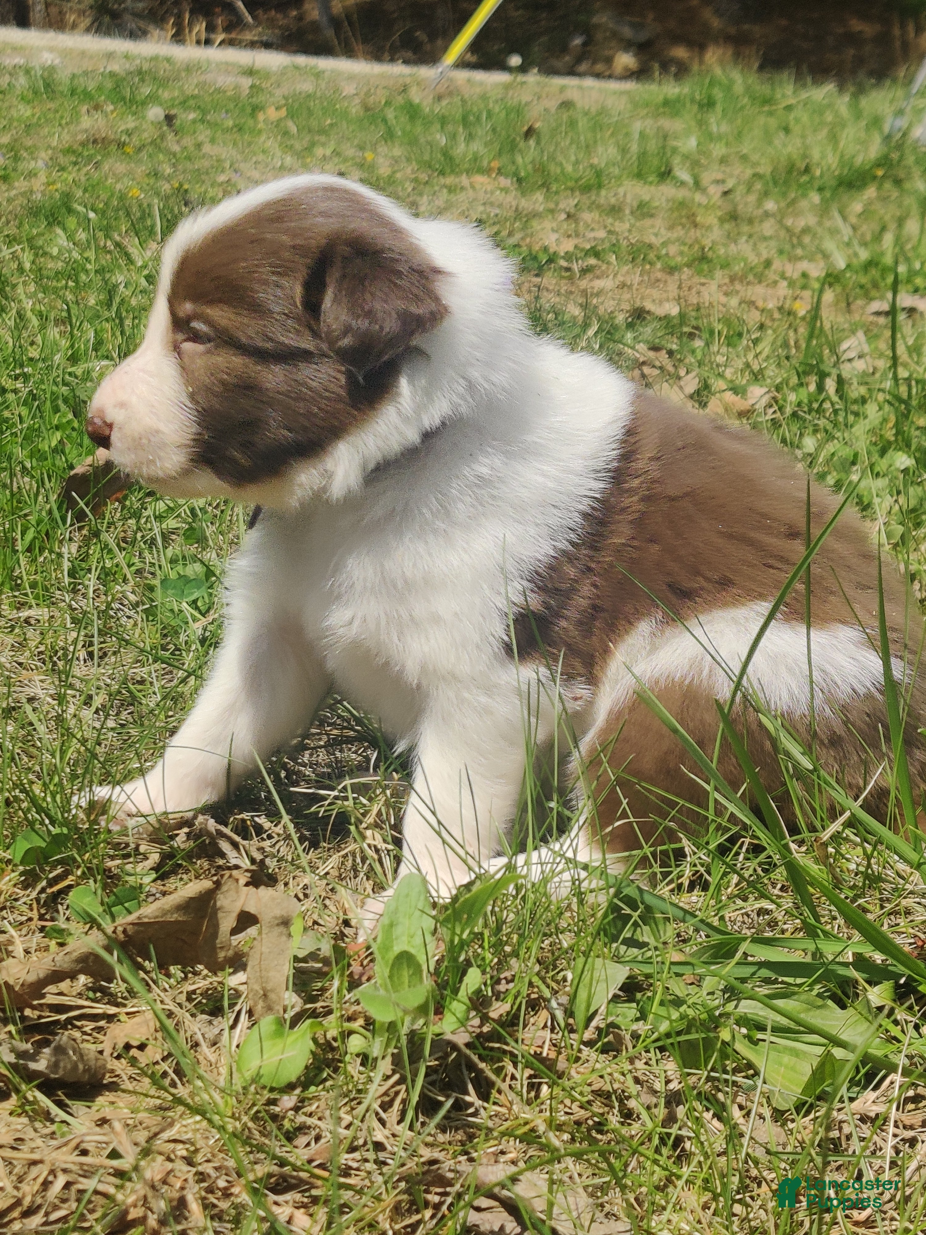 Border Collie dogs Sage - Ad 32