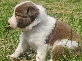 Border Collie dogs Sage - Ad 32