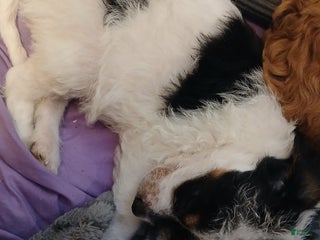 Jackapoo dogs - Ad 2