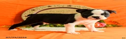 Boston Terrier dogs for sale: Zipper - Ad 1