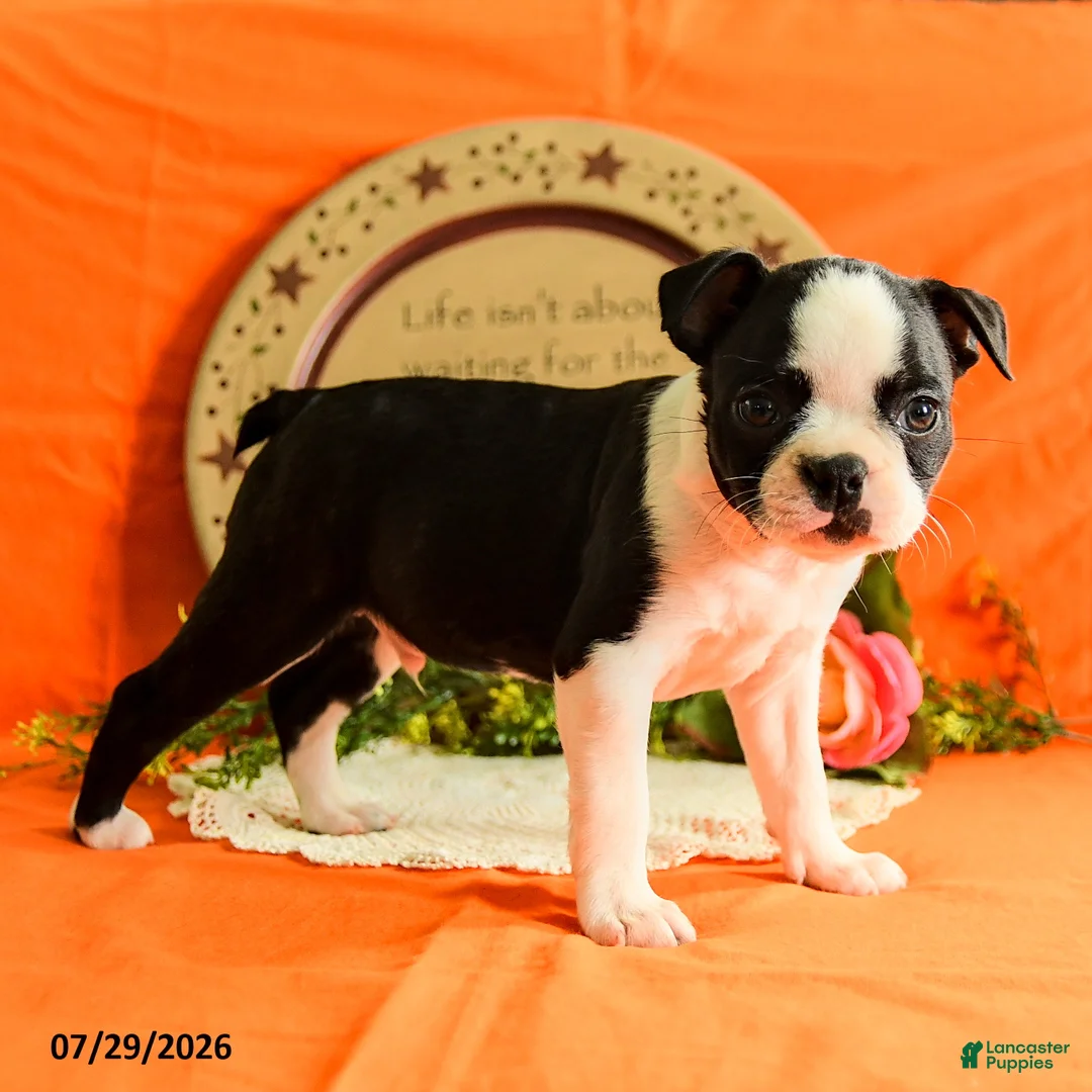 Boston Terrier dogs for sale: Zipper - Ad 1