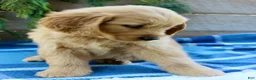 Golden Retriever dogs for sale: Benny - Ad 5