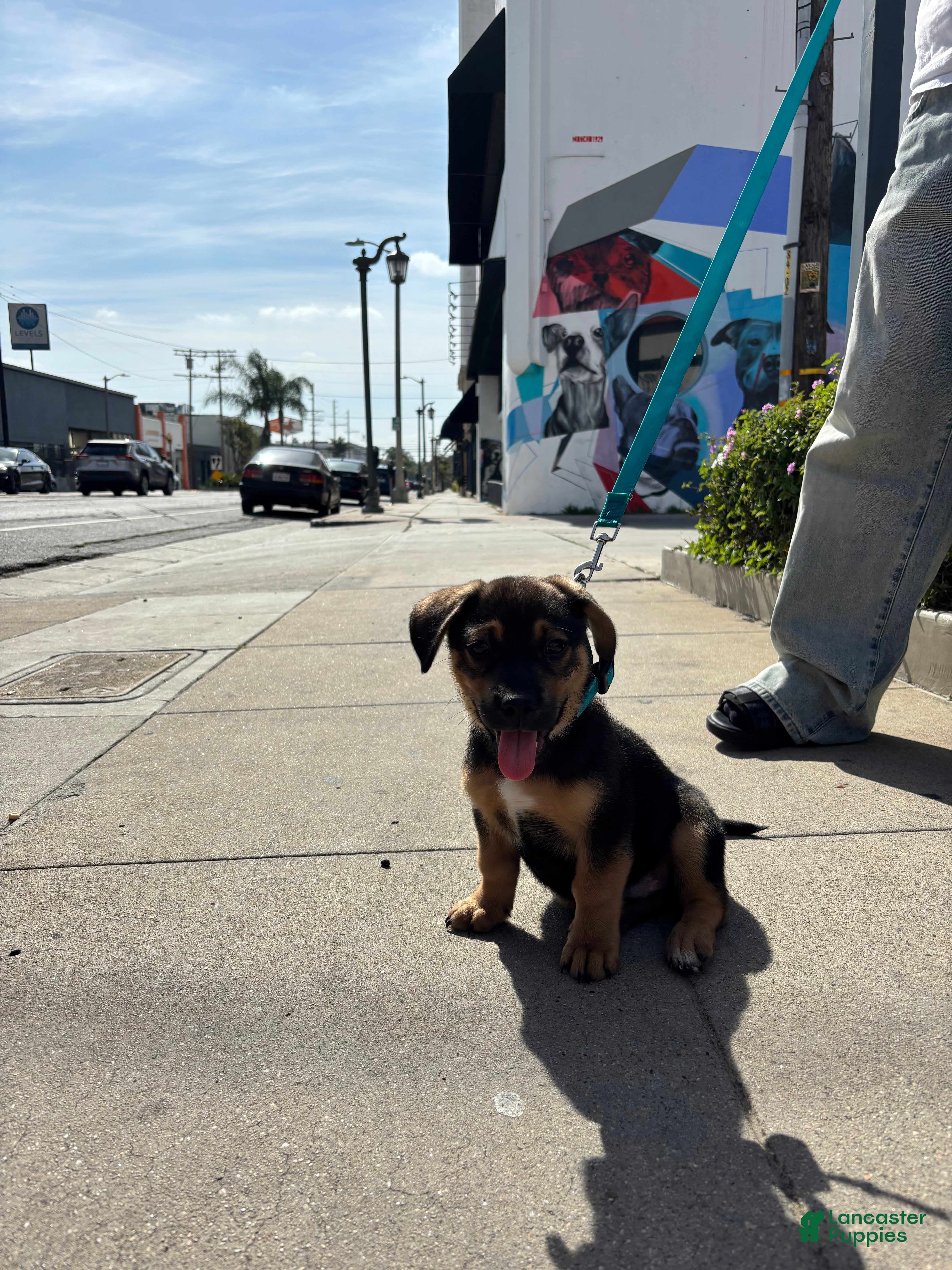 German Shepherd dogs German Shepherd Puppy 1 - Ad 2