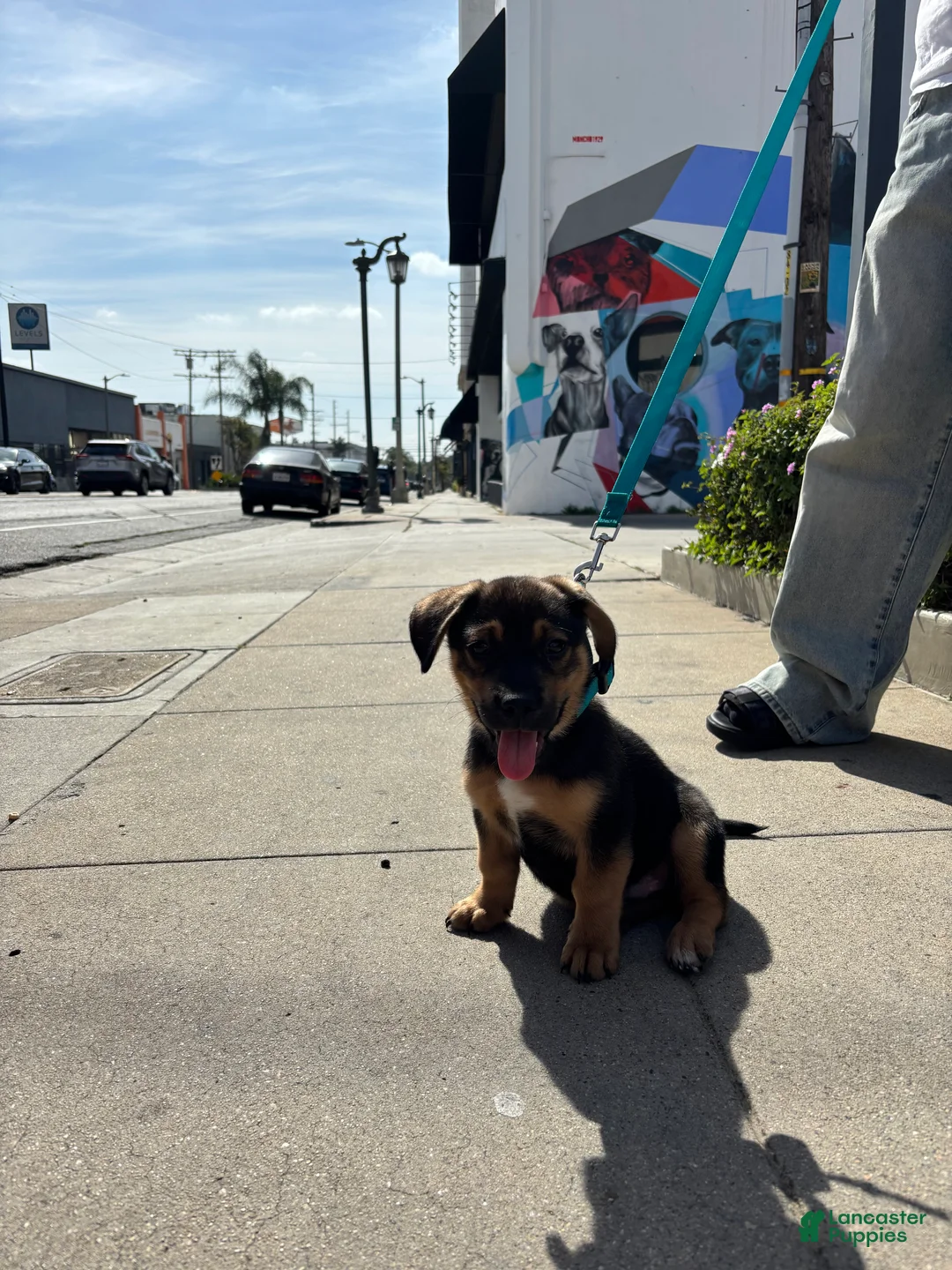 German Shepherd dogs for sale: German Shepherd Puppy 1 - Ad 1