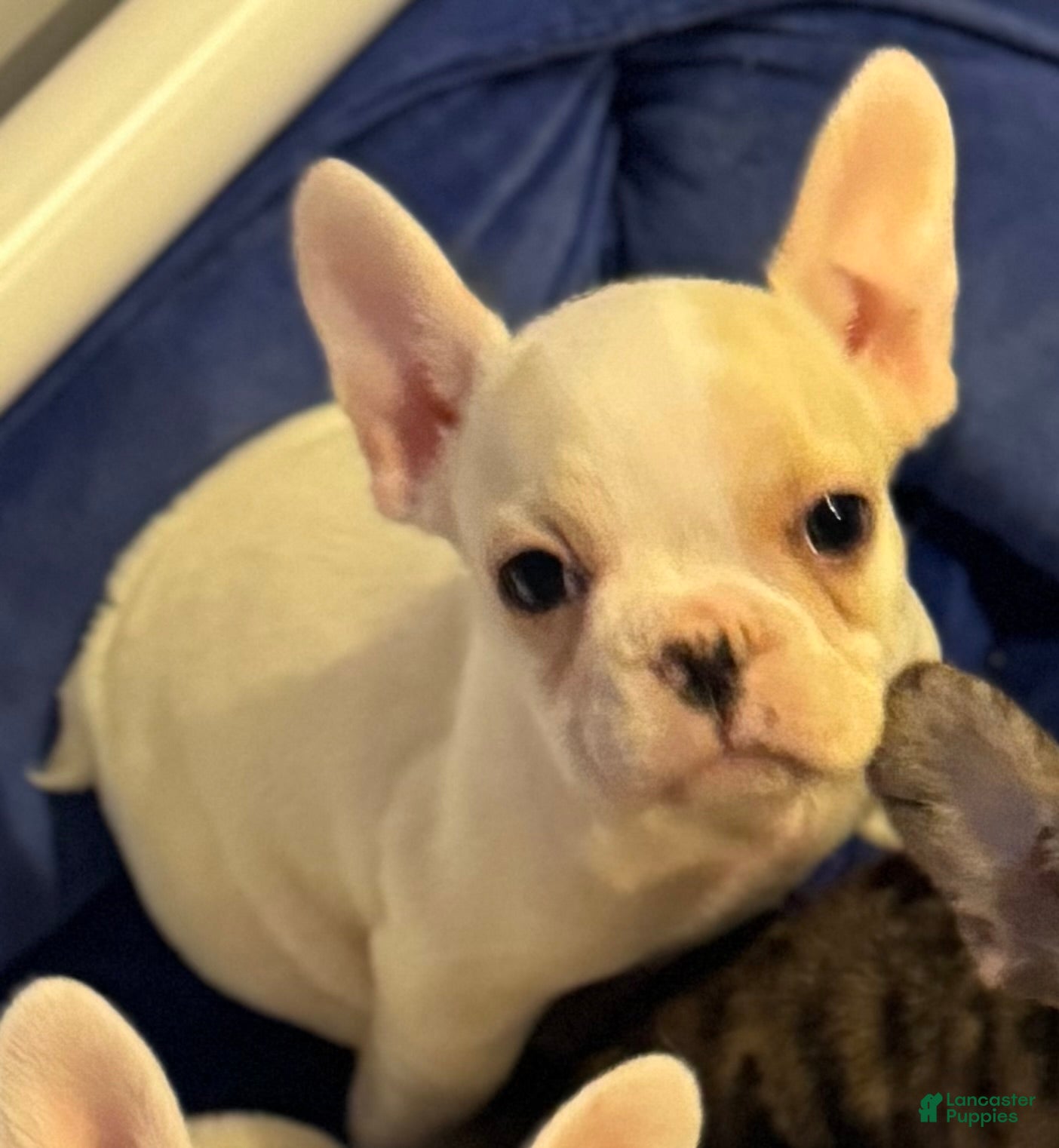 French Bulldog dogs Angelina French Bulldog Puppy 4 - Ad 1