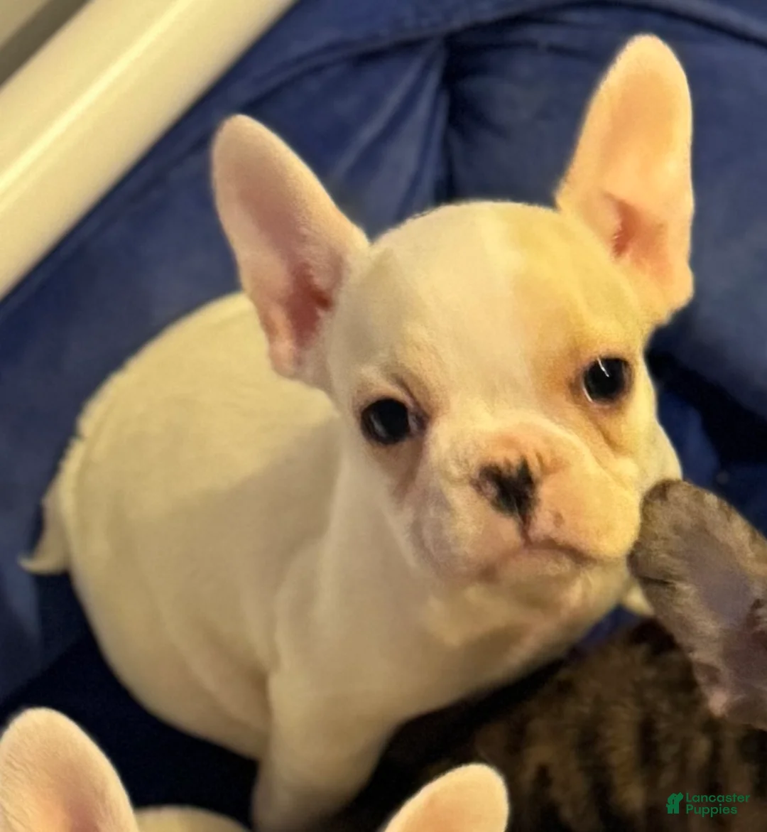 French Bulldog dogs for sale: Angelina French Bulldog Puppy 4 - Ad 1