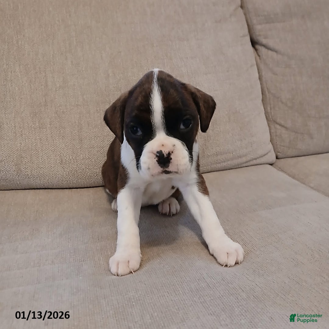 Boxer dogs for sale: Amy - Ad 3