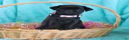 Pug dogs for sale: Bella   - Ad 4