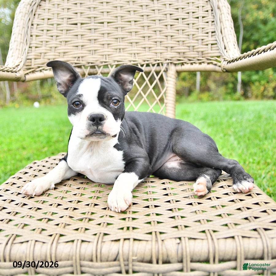 Boston Terrier dogs Gloria - Ad 1