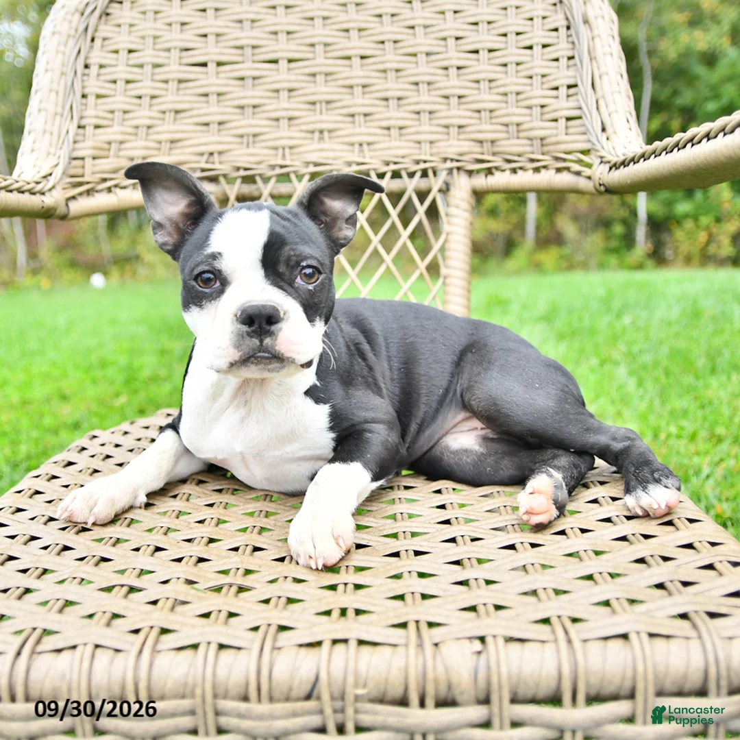 Boston Terrier dogs for sale: Gloria - Ad 1