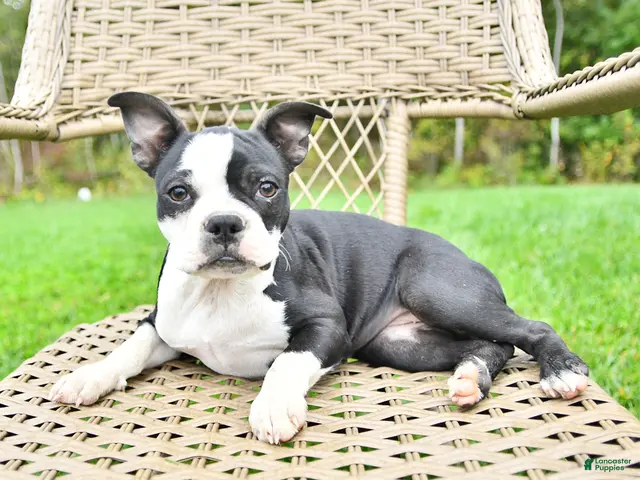 Boston Terrier dogs for sale: Gloria - Ad 1