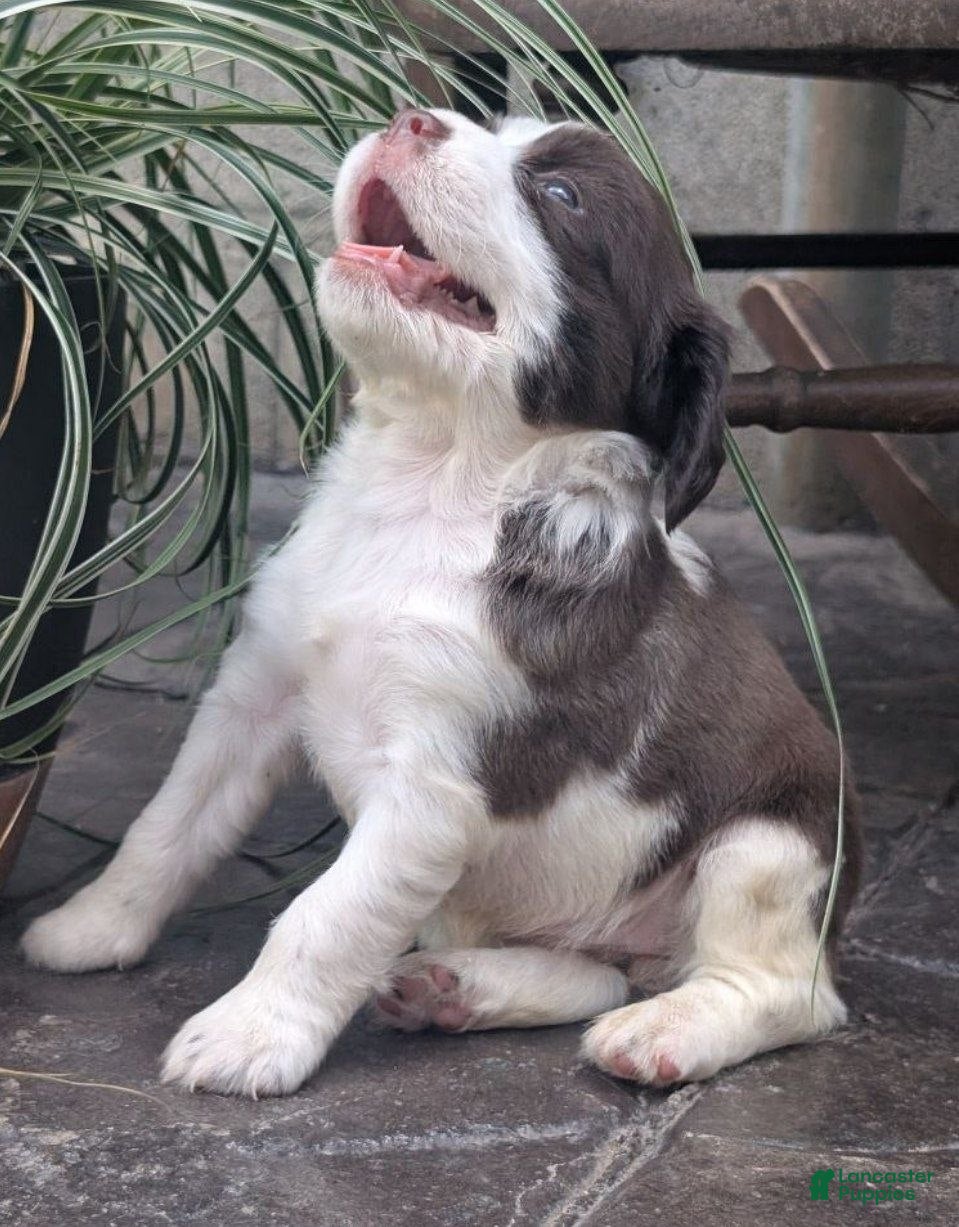 English Springer Spaniel dogs English Springer Spaniel, Dolly - Ad 2