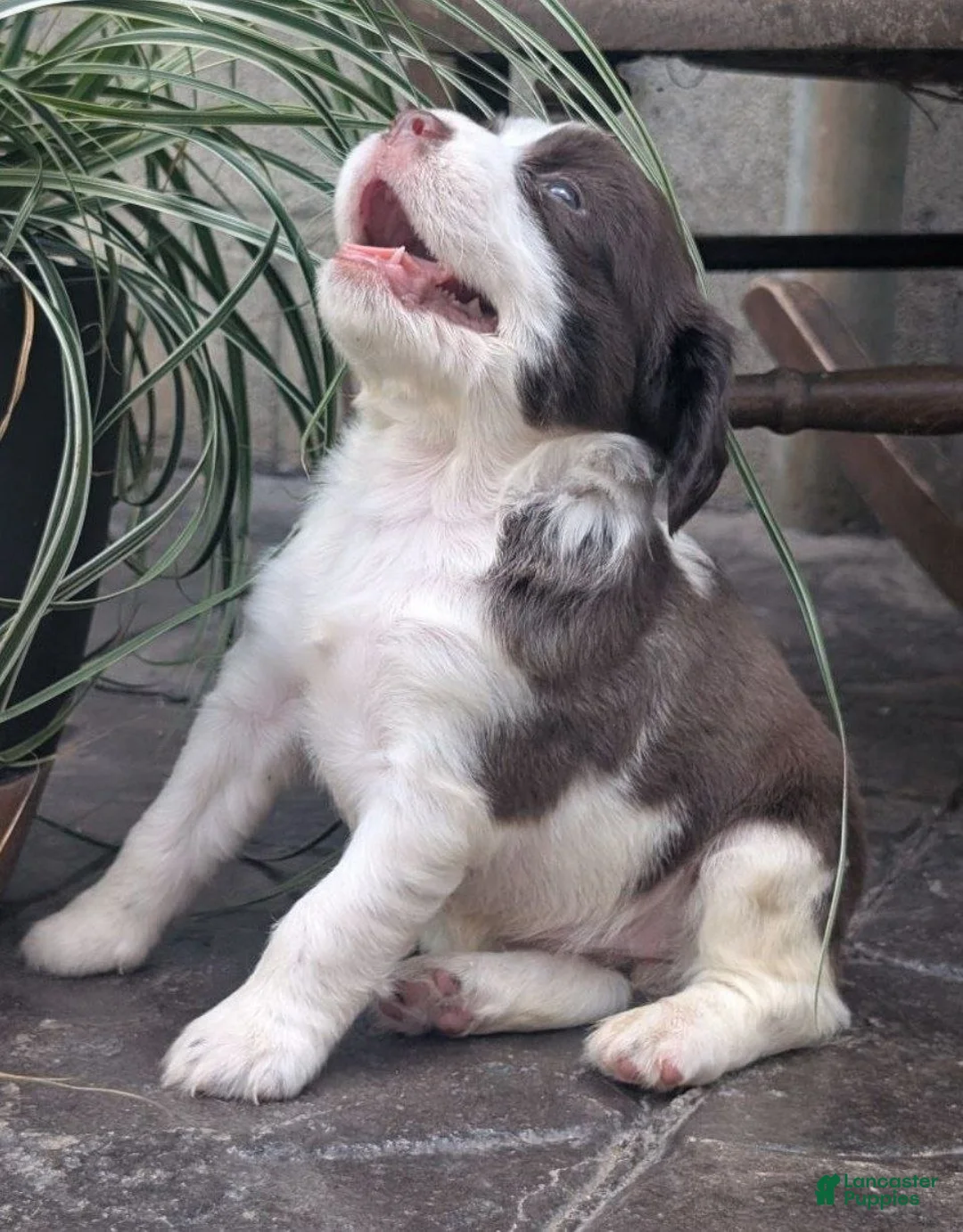 English Springer Spaniel dogs for sale: English Springer Spaniel, Dolly - Ad 2