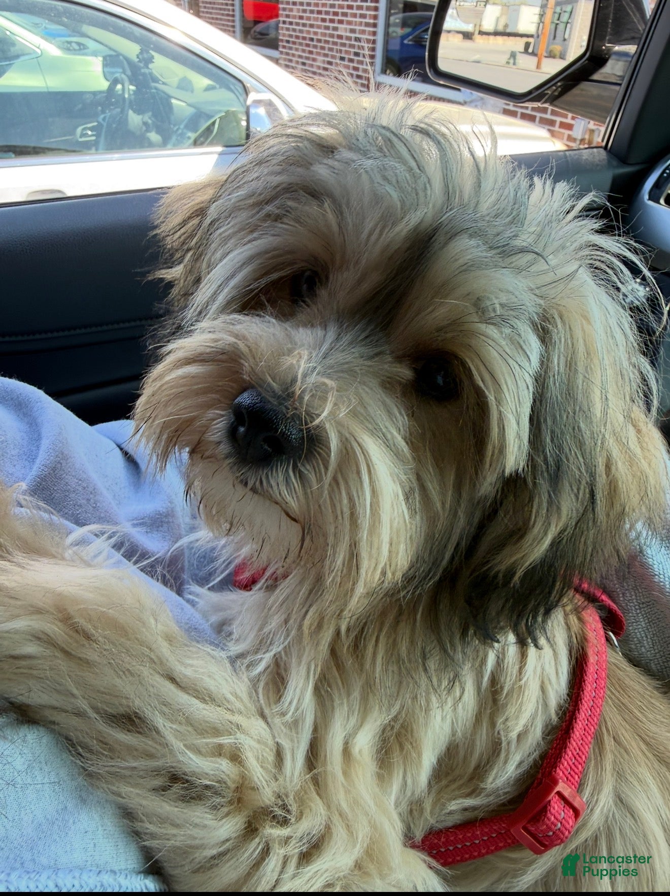 Yorkshire Terrier dogs Marlin  - Ad 17