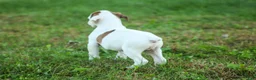 Boxer dogs for sale: Brutus - Ad 4