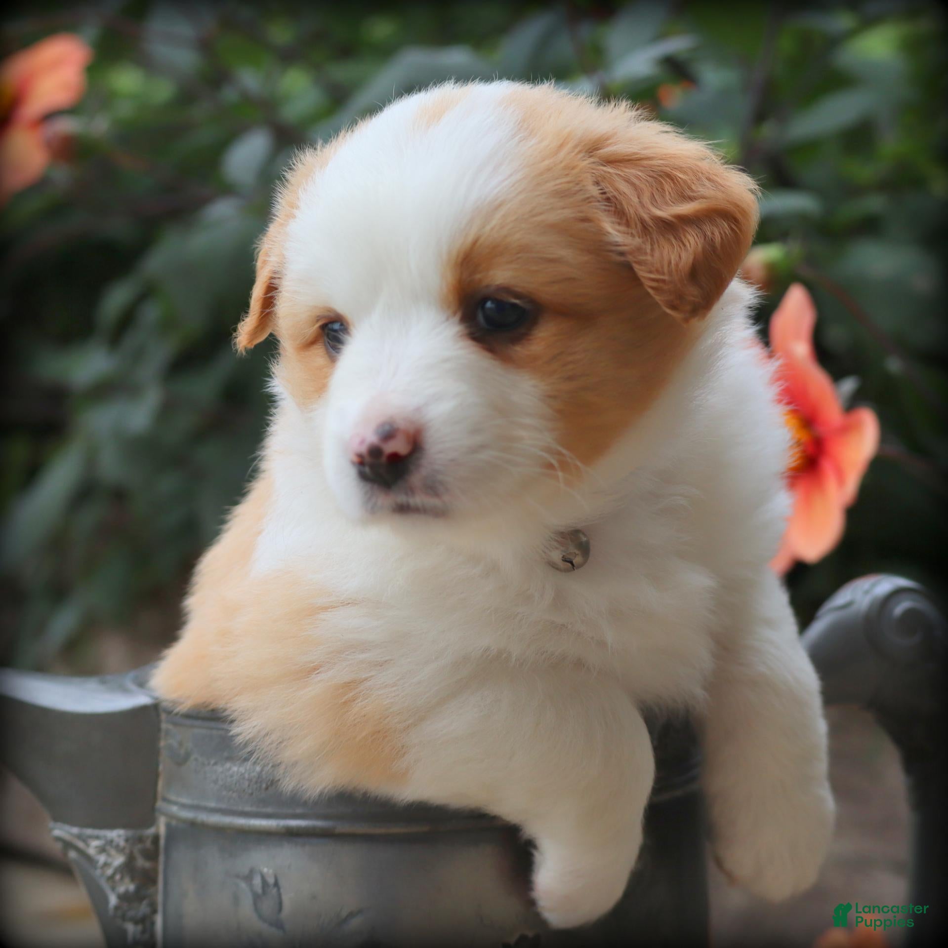 Miniature Australian Shepherd dogs Piccolo - Ad 1
