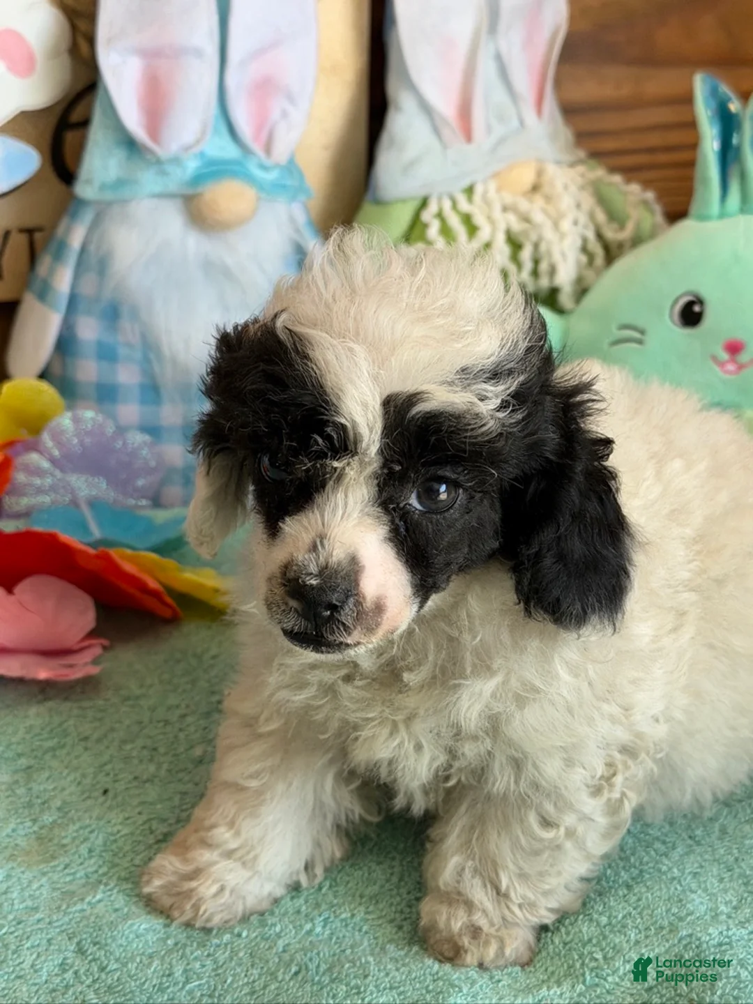 Toy Poodle dogs for sale: Bandit - Ad 2
