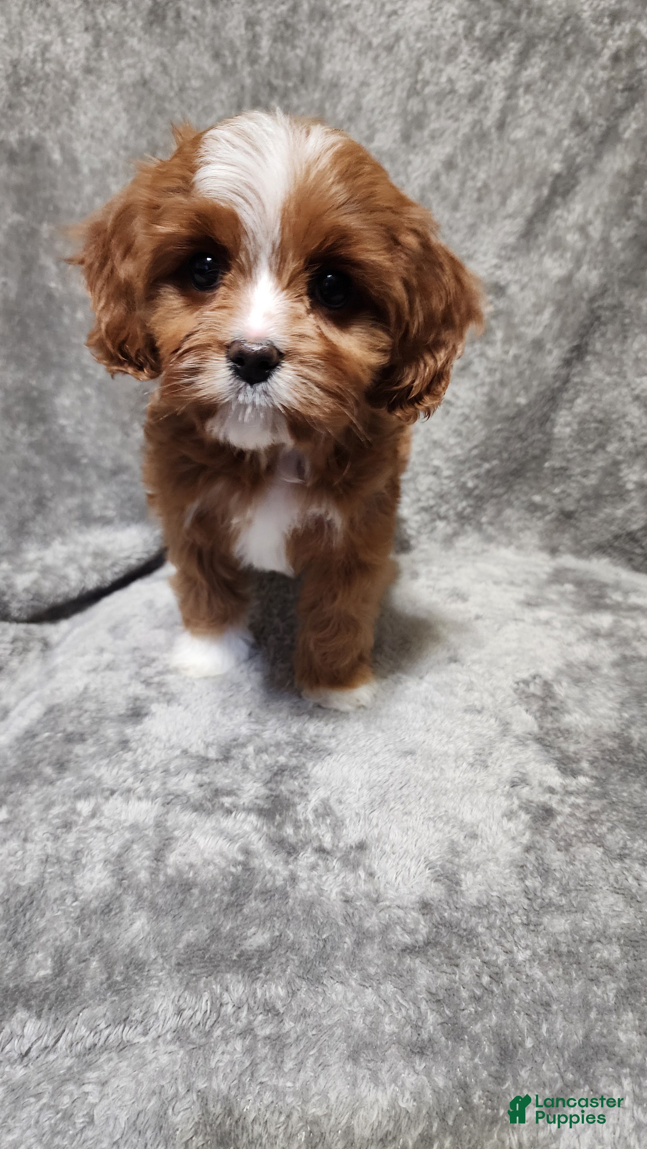 Cavapoo dogs for sale: Chicken Nugget - Ad 3