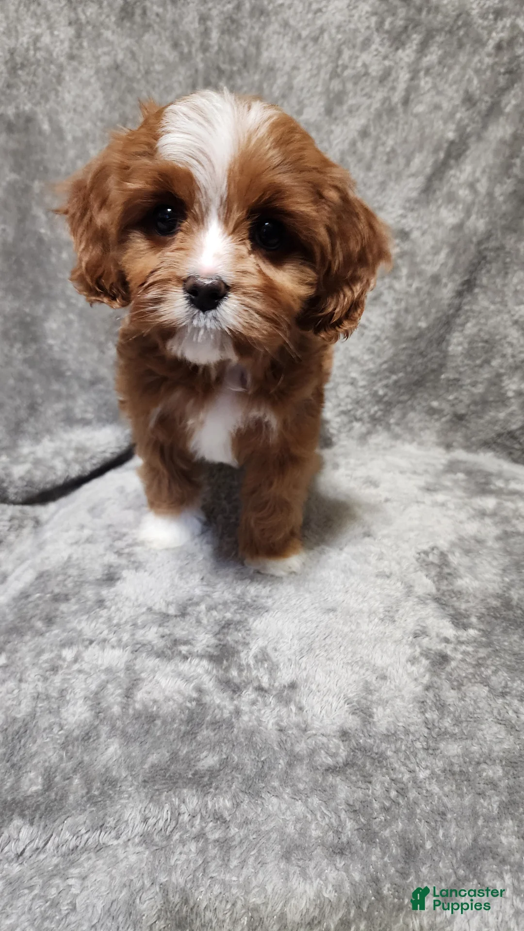 Cavapoo dogs for sale: Chicken Nugget - Ad 1